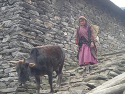 Woman And Buffalo